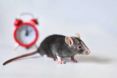 Фотка Крысы дамбо рекс: малый размер, JPG (картинка)