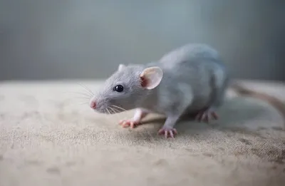 Фотография Крысы дамбо рекс: малый размер, PNG (изображение)