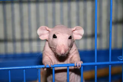 Фотография лысой крысы в формате PNG