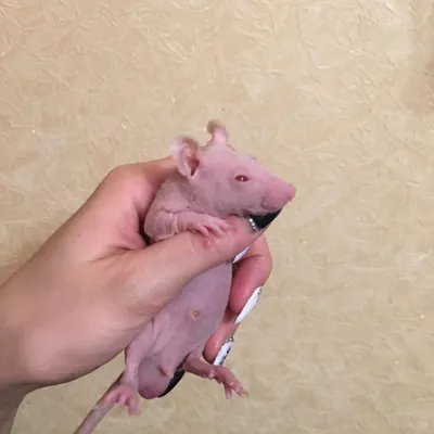 Изображение уникальной крысы без шерсти