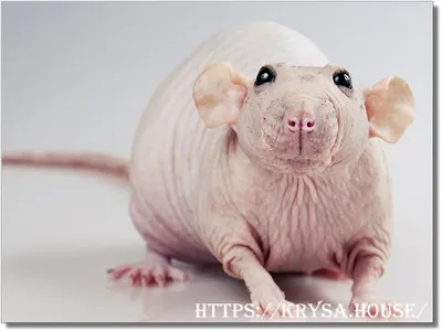 Картинка лысой крысы в формате JPG