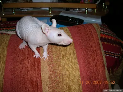 Фотография лысой крысы с возможностью изменения размера