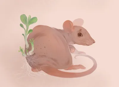 Картинка лысой крысы в оригинальном размере для скачивания