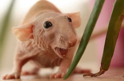 Уникальное изображение крысы без шерсти