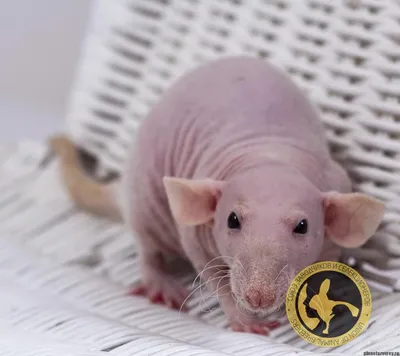 Изображение уникальной крысы без шерсти в стиле поп-арт или ретро