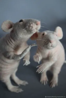 Уникальное изображение безволосой крысы в высоком разрешении для фотомонтажа и цифрового искусства