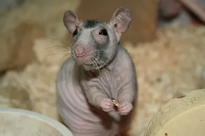 Фото лысой крысы в высоком разрешении