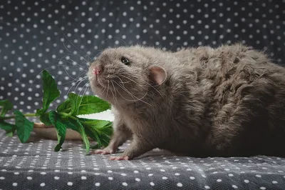 Фотка голой крысочки с возможностью выбора размера для рекламы и промо-материалов