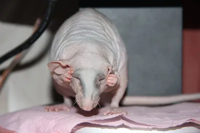 Изображение уникальной крысы без шерсти в стиле фэнтези или научной фантастики