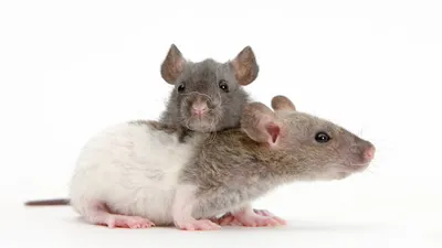Картинка лысой крысы в оригинальном размере для скачивания и использования в персональных проектах