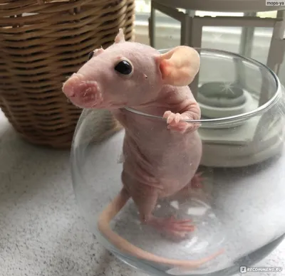 Картинка лысой крысы для скачивания
