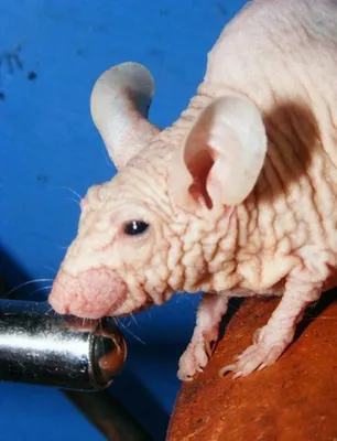 Фотография лысой крысы в стиле ретро для дизайна винтажных открыток и плакатов