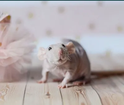 Фотка голой крысочки с возможностью выбора размера для декорирования фотокниг и фоторамок
