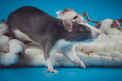 Фотография лысой крысы в стиле живой природы для использования в эко- и природных проектах