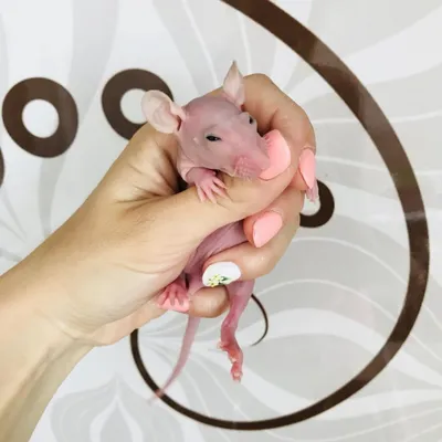 Фотка голой крысочки с возможностью выбора размера для фотопечати и фотоколлажей