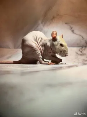 Картинка лысой крысы в оригинальном размере для скачивания и использования в научных статьях и исследованиях