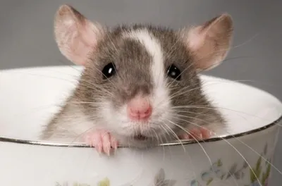 Уникальное изображение безволосой крысы в высоком разрешении для дизайна товаров для дома и подарков