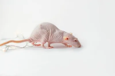 Фотография лысой крысы в стиле старых фильмов для использования в постере к фильму или видео