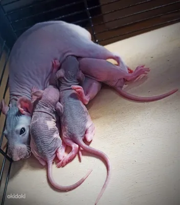 Фотка голой крысочки с возможностью выбора размера для создания фотокалендарей и фотоплакатов