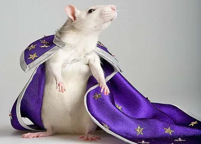 Крыса животное  фото