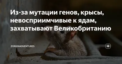 Великолепные крысы-мутанты: загадка и величие на фотографиях и изображениях