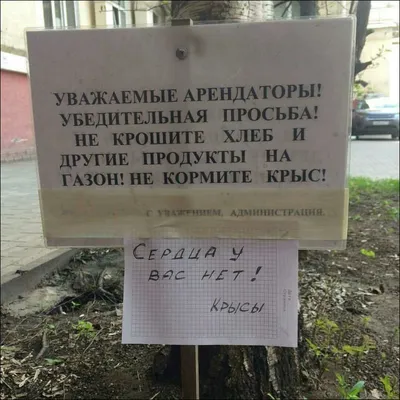 Крысы в стиле ретро: Фото, переносящие нас в прошлое