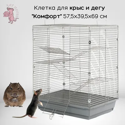 Изображение Крысы в клетке - JPG, PNG, WebP, размеры на выбор