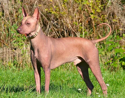 Ксолоитцкуинтли - порода собак для аллергиков