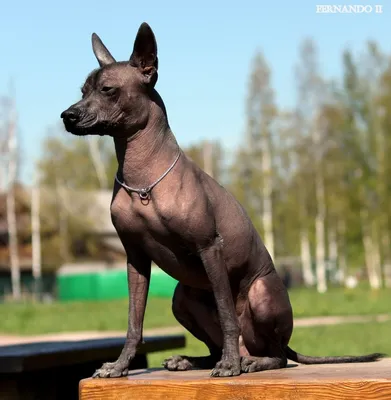 Ксолоитцкуинтли - собака для дома и семьи