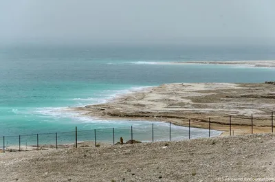 Знакомьтесь с фотогеничными обитателями Мертвого моря