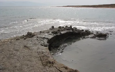 Исследуйте Мертвое море через фото заселенных им созданий