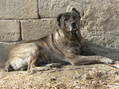 Фото кубинского дога: мощная и элегантная собака для любителей породистых животных