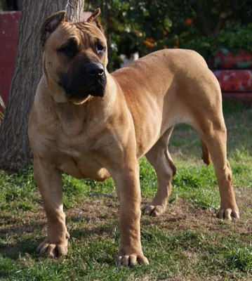 Кубинский дог на фото: пес, который впечатляет своим внешним видом и характером