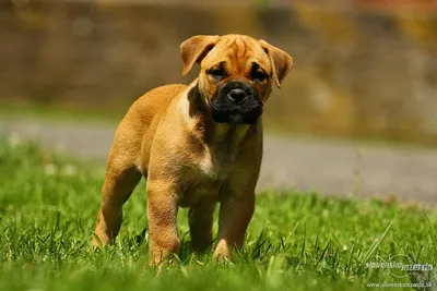 Фотография кубинского дога: сильный и умный пес, который будет защищать своего владельца