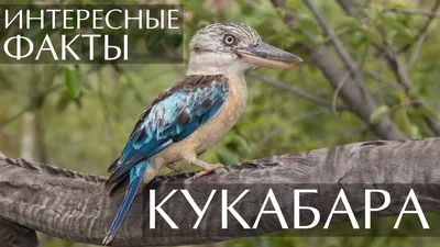 Фото птицы кукабара: красота в каждом кадре