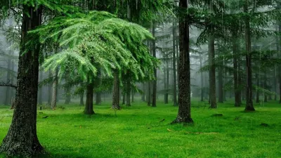 Птица Кукабара: изображения в разных ракурсах и позах