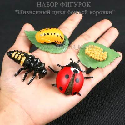 Изображения Куколка божьей коровки: лучшее качество в JPG, PNG, WebP