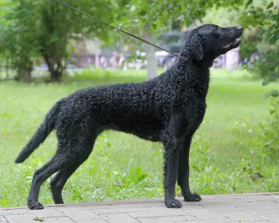 Собака породы курчавошёрстный ретривер: фотографии разных размеров