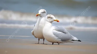 Забавные моменты на пляже, запечатленные на фото