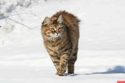 Курильский бобтейл на фото в игривом настроении