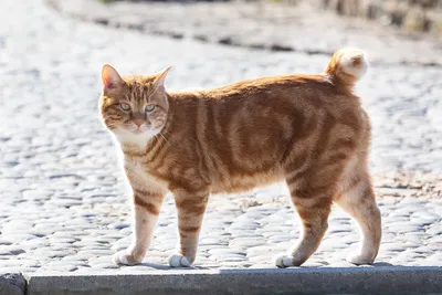 Курильский бобтейл на фото