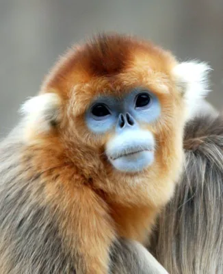 Курносая обезьяна на фото: новые изображения в HD качестве