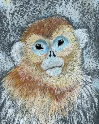 Курносая обезьяна на фото: бесплатные картинки в формате 4K
