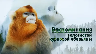 Рисунок курносой обезьяны в Full HD