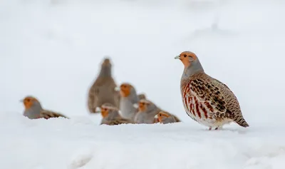 Зимние куропатки: скачивайте фотографии в нужном формате