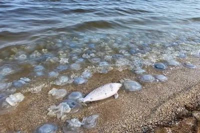 Изображение пляжа Азовского моря в формате jpg