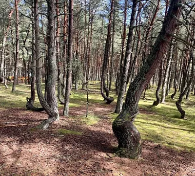 Искусство природного движения: впечатляющие фотографии танцующего леса