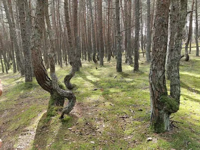 Фотка: Танцующий лес на Куршской косе - красочная картинка природы