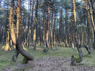 HD фото: Танцы природы - удивительное изображение Куршской косы