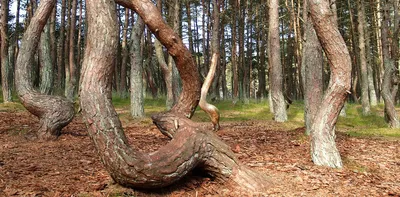 Куршская коса танцующий лес фотографии